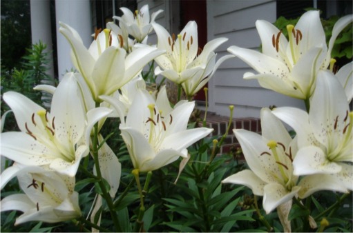 lily-small lily-small